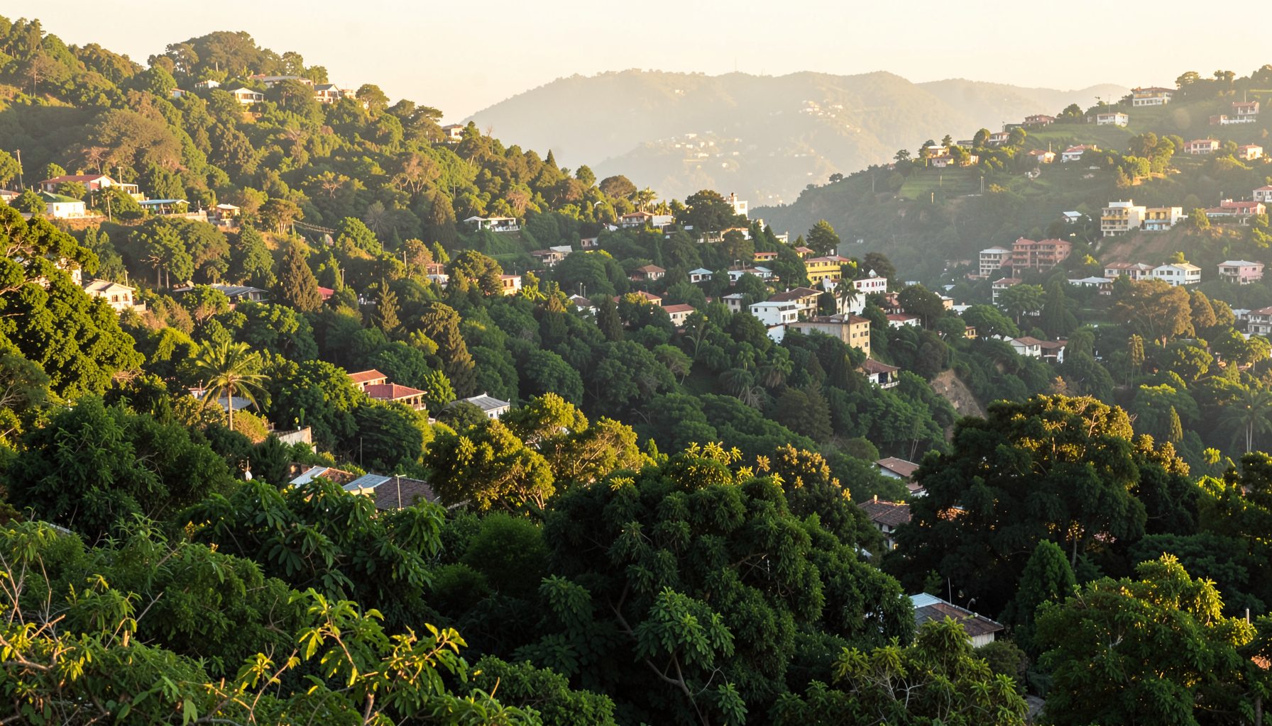 A hillside city view with dense greenery and scattered rooftops in warm afternoon light