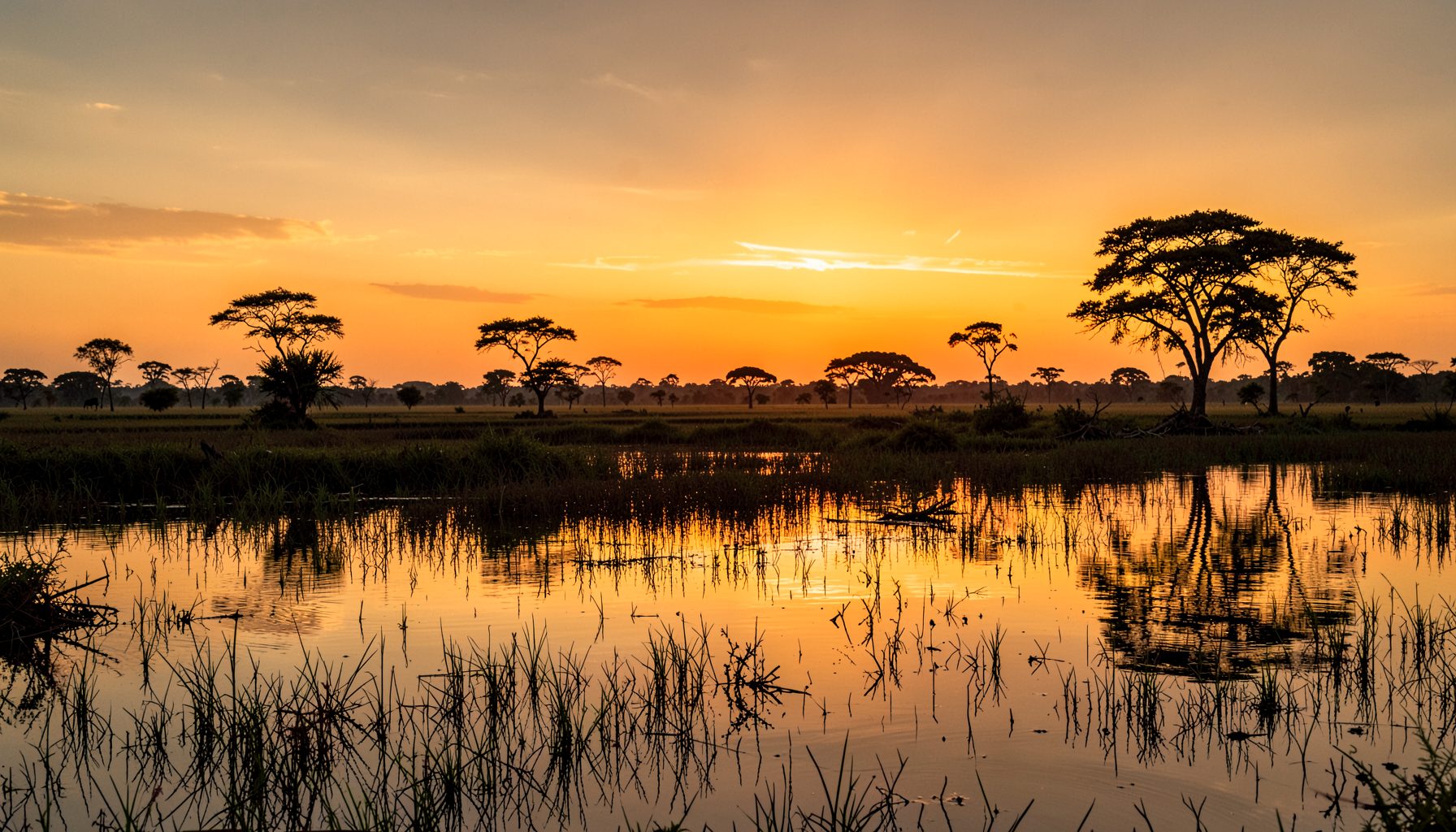 Vast Pantanal wetland landscape at golden hour with water reflecting the sky, scattered trees, and distant wildlife in soft warm light